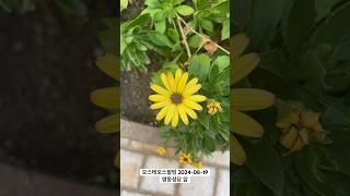 화려한 오스테오스펄멈 🌸 꽃말과 함께 알아보세요 오스테오스펄멈 Osteospermum 원기회복 행복 꽃구경 [upl. by Hnahc94]