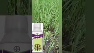 bayer planofix tonik  best tonic planofix [upl. by Salvadore87]