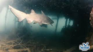 15 Second Science — Sand Tiger Sharks [upl. by Morry]