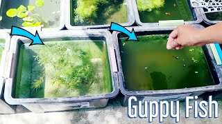 Natural Outdoor Guppy Fish Setup No Filter No Airpump Produce Massive Babies In Just 1 Day [upl. by Kermit306]