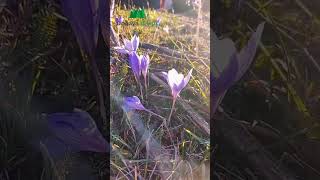 Colchicum speciosum olan taç yapraklı vargitler Güz Çiğdemi [upl. by Srednas]