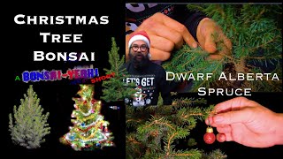 Dwarf Alberta Spruce Christmas Tree Bonsai [upl. by Eimmelc]