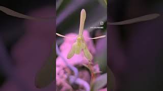 Epidendrum magnoliae Green Fly 🪰 [upl. by Aehsila]