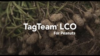 Introducing TagTeam® LCO for Peanuts [upl. by Damal]