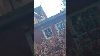 Rat Abatement extermination Bellevue WA [upl. by Cooley]