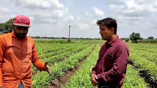 अदरक की उन्नत खेती ginger farming अदरक की खेती से 1 एकड़ मे 200000 का मुनाफा farming leader [upl. by Snave]