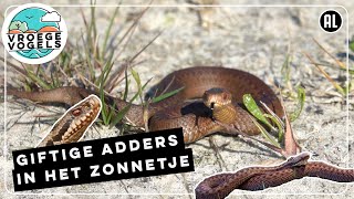 Adders zijn aan het zonnen  Zelf Geschoten  Vroege Vogels [upl. by Anul]