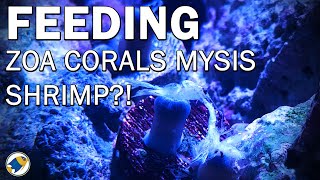 How To Feeding Mysis Shrimp to Zoanthids  Feeding Zoa Corals Mysis Shrimp  MR BRIGHTFRYED [upl. by Pritchard]