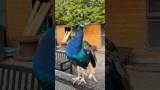 Peacocks at Hazlehead Park Aberdeen Scotland peacock peahen peacockchicks [upl. by Llamaj907]