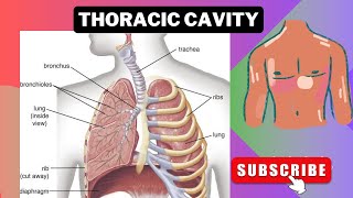 Thoracic Cavity  Chest Cavity [upl. by Sisxela]