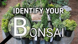 IDENTIFY YOUR BONSAI TREE [upl. by Mckeon]