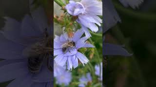 Piekne ujecie 🐝 na nazwa botaniczna Cichorium intybus freetime nature flowers love [upl. by Noelc445]