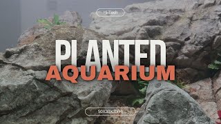 Yüksek Destekli Bitkili Nano Akvaryum  High Tech Nano Planted Aquarium [upl. by Anaiq]