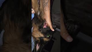 Duke jokhon voy dekhay🤣dog pets gsd shorts youtube facebook viralvideo funny funnyshorts [upl. by Bracci]