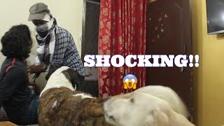 PITBULL StBernard SHOCKING REACTION TO THIEF  Wildly Indian [upl. by Larena]