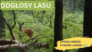 Odgłosy Lasu Ptaki Sarny i Urok Zielonych Drzew [upl. by Gabbey]