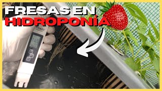 FRESAS HIDROPÓNICAS 🍓 Conductividad eléctrica y pH ✅ 2 [upl. by Martino]