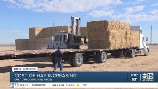 Cost of hay increasing [upl. by Nosemyaj]