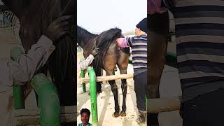 horse kinganimal horselover animalhomeland equestrian animalspc horseriding animalchanneltv [upl. by Amoritta]