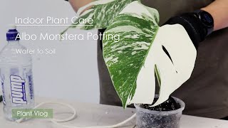 Plant Care Vlog  Potting Albo Monstera Borsigiana from water to soil [upl. by Cristi]