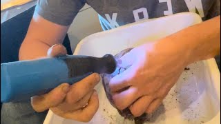 Tortoise beak dremel trim [upl. by Irelav770]