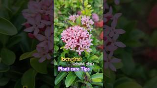 ixora plant care tips  rukmini plant gardening shorts plant flower [upl. by Pasahow]