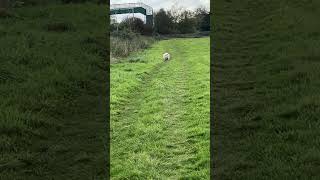 Barney dog has gone already tibetanterrier funnyanimals doglife [upl. by Xila]