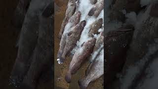 Gissar fresh fish  seafood Market karachi [upl. by Esirahc335]