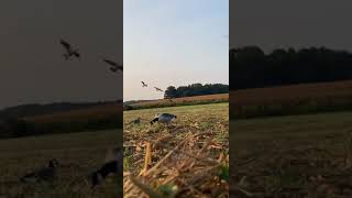 4 pack coming in with the landing gear outgoose huntingwaterfowl [upl. by Chaddy]