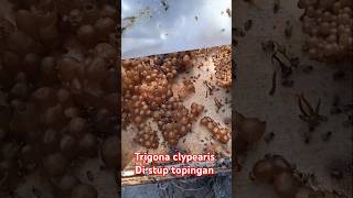 Trigona clypearis topinganshort [upl. by Riccio]