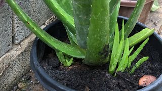 ALOEVERA Plant  Put Ash Around Plant  Season Raining  Green Plants [upl. by Yrevi891]