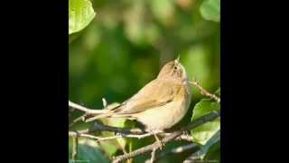 Pilkoji Pečialinda  Phylloscopus Collybita  Chiffchaff [upl. by Arymas]