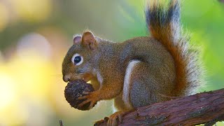 Bird Watching at Cataraqui Bay and Wartman Patterson Park Kingston Ontario [upl. by Dorry]