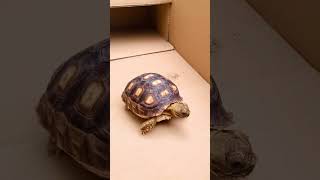 Good day tortoise tortuga turtle mascota animals sulcata cuteanimal cute tortoiselife [upl. by Nnylylloh633]