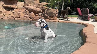 Great Dane Puppy Sits In the Pool amp Watches Big Dog Sisters Run Zoomies amp Swim [upl. by Sadowski341]