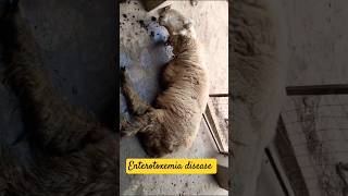 Enterotoxemia disease in sheeps sheep sheepfarming shorts cattledisease ytshorts [upl. by Andre]