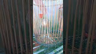 এই সূরাটা পড়লে পাখি wazmahfil viralvideo foryou islamicvideo [upl. by Anilat5]