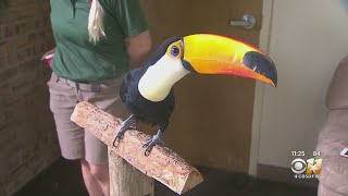 Wild Wednesday Toco Toucan [upl. by Werdn]