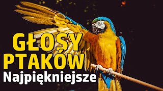 Najpiękniejsze glosy ptaków w Polsce i na Świecie cz1 [upl. by Atiran]