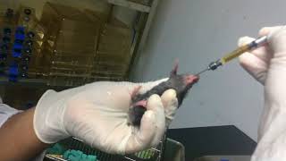 Oral Feeding in Mice Mice handling Animal experiment [upl. by Nomrej]