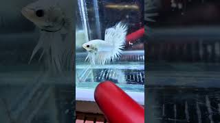 CROWN TAIL BETTA FISH  MILKY WHITE [upl. by Forkey]