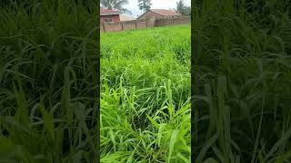 our brachiaria grass almost ready for harvest livestock sheepfarming [upl. by Nahrut361]