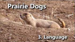 Prairie Dogs Americas Meerkats  Language [upl. by Fitzhugh441]