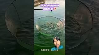 JARING IKAN UMPAN SEMANGKA❗️ fishing fish funny youtubeshorts [upl. by Rella]