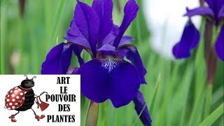 Tuto jardinage Culture et division iris sibirica Plante vivace [upl. by Amoreta789]