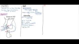 06 Cortisol  Mechanism of Action Cushings Addisons and Adrenal Insufficiency [upl. by Lander]