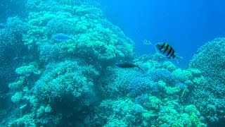 The Coral Reef at Sharm el Sheikh Red Sea Egypt [upl. by Chuah45]