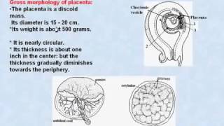 31 General Embryology Placenta [upl. by Yecnay]