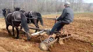 Canadian Horses  Disc Harrowing at Ross Farm Museum [upl. by Eninnaej]