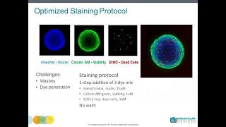 How to setup a 3D spheroid assay using confocal imaging [upl. by Teeter]